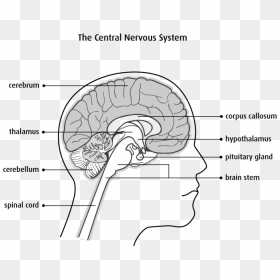 Nervous System Png, Transparent Png - nervous system png