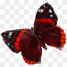 Red Butterfly Image Downloads - Butterfly Red Png, Transparent Png - red butterfly png