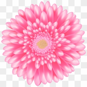 Barberton Daisy , Png Download - Clipart Flower Pink Png, Transparent Png - pink daisy png