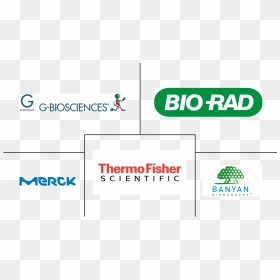 Banyan Biomarkers, HD Png Download - nervous system png