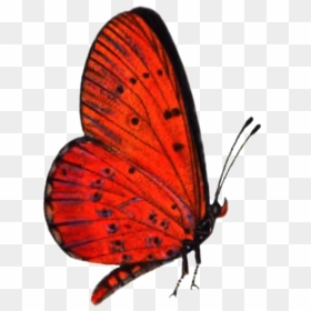 Flying Red Butterfly Png, Transparent Png - red butterfly png