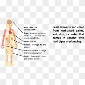 Symptoms Of Lead Exposure, HD Png Download - nervous system png