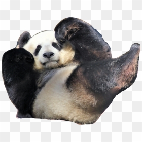 Animali Simpatici Che Dormono, HD Png Download - hello my name is sticker png