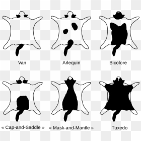 Bicolor Black And White Cat, HD Png Download - tuxedo mask png