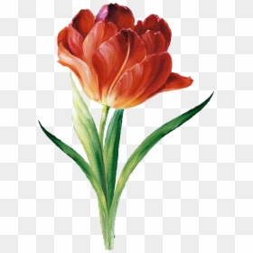 Botanical Flower Png - Tiger Lily Flower Art, Transparent Png - vhv
