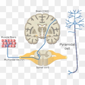 Clipart Brain Central Nervous System - Sensory Pathway From Skin To Cerebrum, HD Png Download - nervous system png