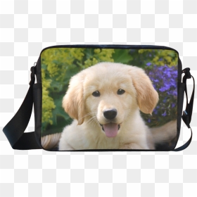 Cute Young Golden Retriever Dog Goldie Puppy Portrait - Golden Retriever Baby Dogs, HD Png Download - golden retriever puppy png