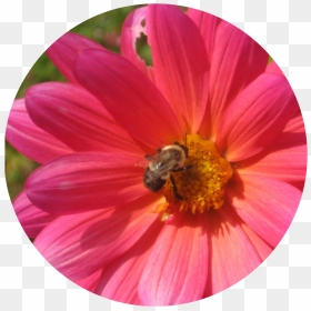 I Use The Image Of A Pink Daisy With A Bumble Bee A - Barberton Daisy, HD Png Download - pink daisy png