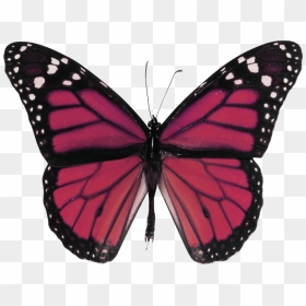 Red Butterfly , Png Download - Monarch Butterfly Png, Transparent Png - red butterfly png