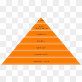 Triangle, HD Png Download - nervous system png