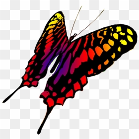 Drawing Of Swallowtail Butterfly - Butterfly Drawings Flying Transparent, HD Png Download - red butterfly png