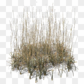 Beach Grass Png Transparent - Beach Grass Png, Png Download - grass png images