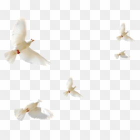 Typical Pigeons , Png Download - Transparent Doves Flying Png, Png Download - pigeons png