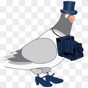 When Pigeons Were Photographers - Pouter Pigeon Blue Background, HD Png Download - pigeons png