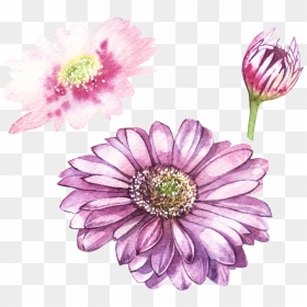 Pink Transparent Free Png - Gerbera Botanical Illustration Free, Png Download - pink daisy png