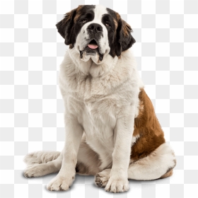 St Bernard Png - Saint Bernard Dog Face, Transparent Png - golden retriever puppy png