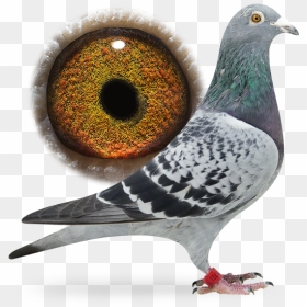 Stock Dove, HD Png Download - pigeons png