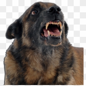 An Angry Dog - Belgian Malinois Angry, HD Png Download - angry dog png