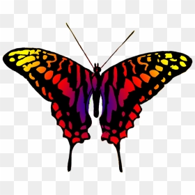 Dangerous Looking Butterfly - Black And Grey Butterfly, HD Png Download - red butterfly png