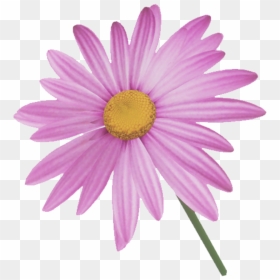 Marguerite Daisy, HD Png Download - pink daisy png