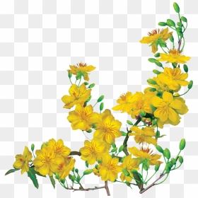 Thumb Image - Yellow Apricot Flowers Png, Transparent Png - hoa mai png