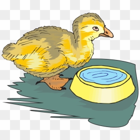 Duckling With Water Bowl Svg Clip Arts - Bird Drinks Water Cartoon, HD Png Download - duckling png
