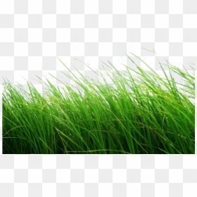 Free Png Download Grass Clipart Png Photo Png Images - Grass Png, Transparent Png - grass png clipart