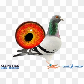 Figo Pigeons, HD Png Download - pigeons png