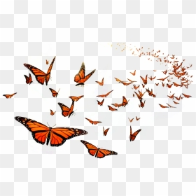 Monarch Butterfly Flight Orange Middle School Insect - Flying Transparent Background Butterfly Png, Png Download - flying butterfly png