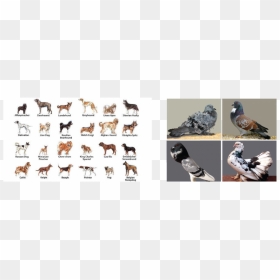 Darwin's Theory Of Evolution Animals, HD Png Download - pigeons png