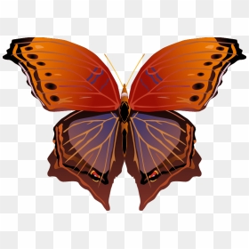 Butterfly Png Images Png - Clip Art, Transparent Png - red butterfly png