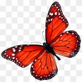 Flying Red Butterfly Png, Transparent Png - red butterfly png