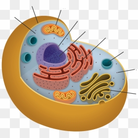 Endoplasmic Reticulum In Animal Cell Png Clipart , - Cells Organelles, Transparent Png - animal cell png