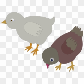 Anak Ayam Kartun, HD Png Download - pigeons png