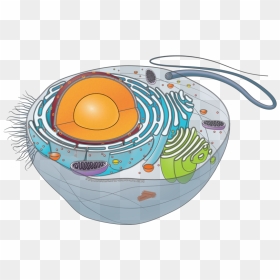 Transparent Animal Cell Png - Unlabeled Animal Cell, Png Download - animal cell png