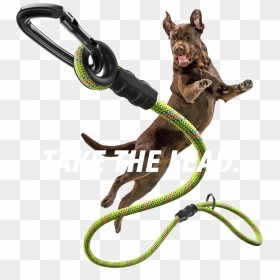 Dog Catches Something, HD Png Download - dog leash png