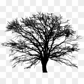 Transparent Leafless Tree Png - Art Tree Vector Png, Png Download - leafless tree png