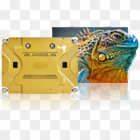 Image - Iguana Hd, HD Png Download - nwa png