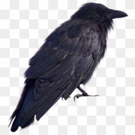 Transparent Raven Feather Png - Crow Images For Photoshop, Png Download - raven feather png