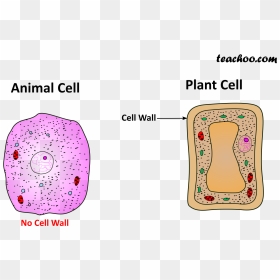 Both Plant And Animal Cell Wall - Plant Cell With Cell Wall All, HD Png Download - animal cell png