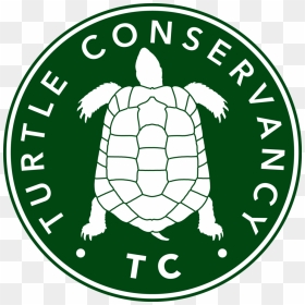 Turtle Conservancy - Turtle Conservancy Logo, HD Png Download - turtle cartoon png