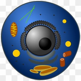 Animal Cell - Lysosome In Animal Cell, HD Png Download - animal cell png