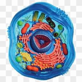 Transparent Animal Cell Png - Animal Cell, Png Download - animal cell png