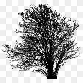 Plant,leaf,monochrome Photography - Oak, HD Png Download - leafless tree png