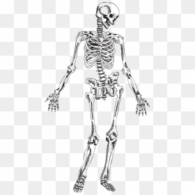 Human Skeleton Skull - Human Anatomy Valentine Puns, HD Png Download - skeleton transparent png