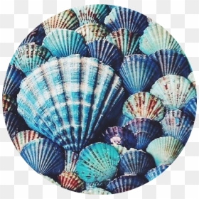 Blue Seashell Background, HD Png Download - scallop circle png