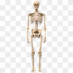 Skeleton Png - Male Human Skeleton, Transparent Png - skeleton transparent png