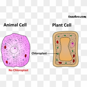 Both Plant And Animal Cell - Cell Wall Png, Transparent Png - animal cell png