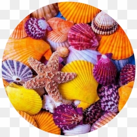 #circle #png #tumblr #background #astethic #kpop #colorful - Fondos De Ostras De Mar, Transparent Png - scallop circle png
