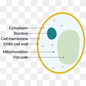 Animal Cell Diagram Gcse , Png Download - Yeast Facts, Transparent Png - animal cell png
